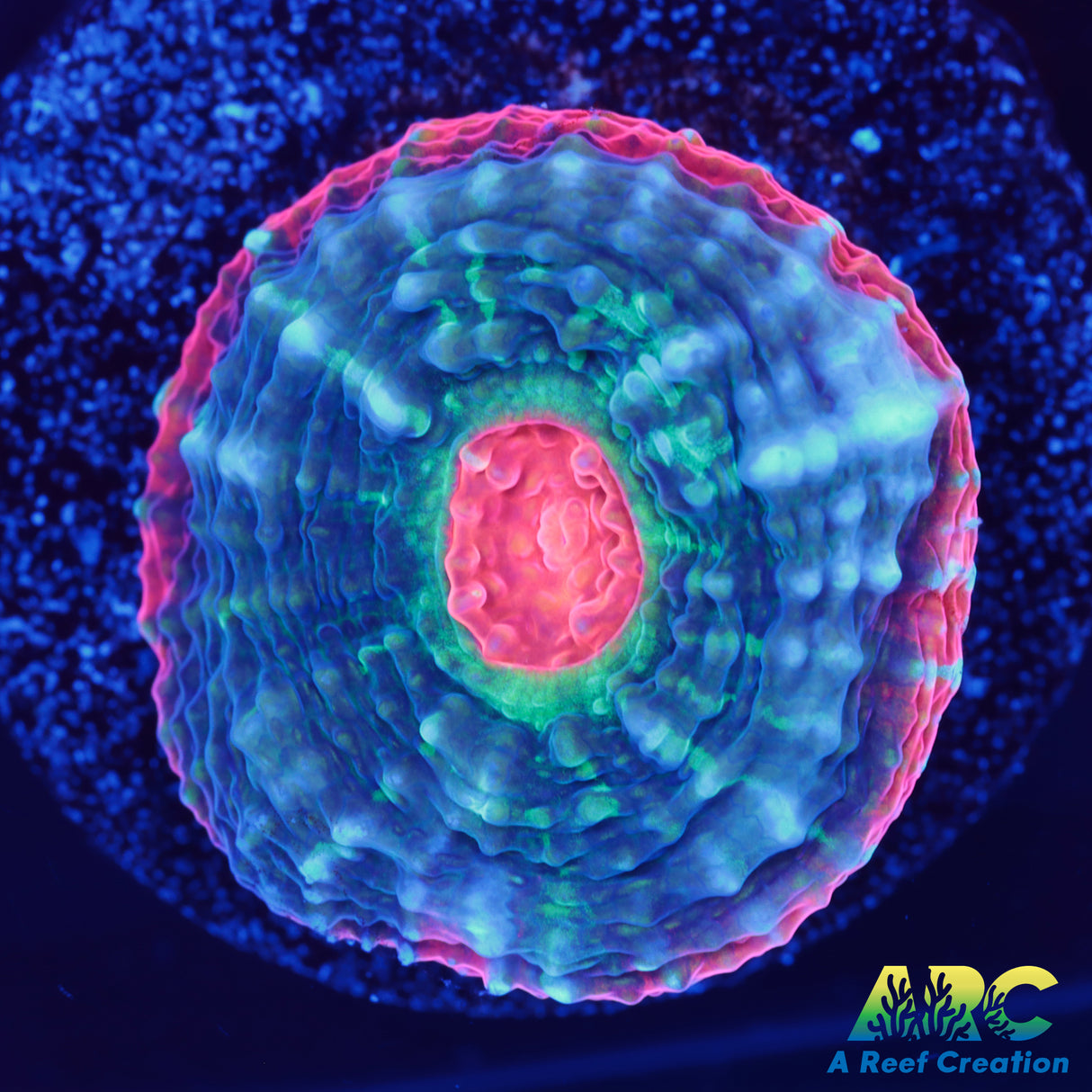 ARC Raging Rivers Chalice