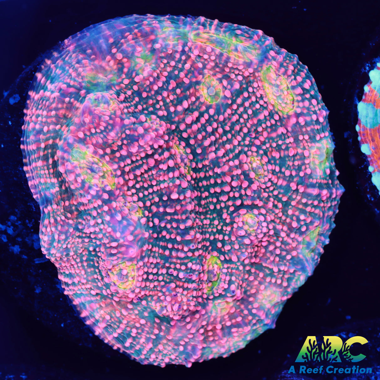 Rimless Watermelon Chalice