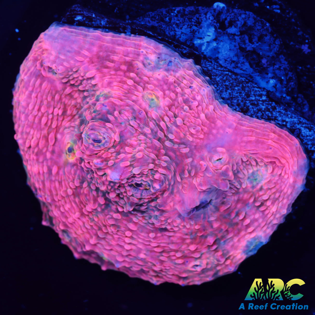 Pink Boobies Chalice