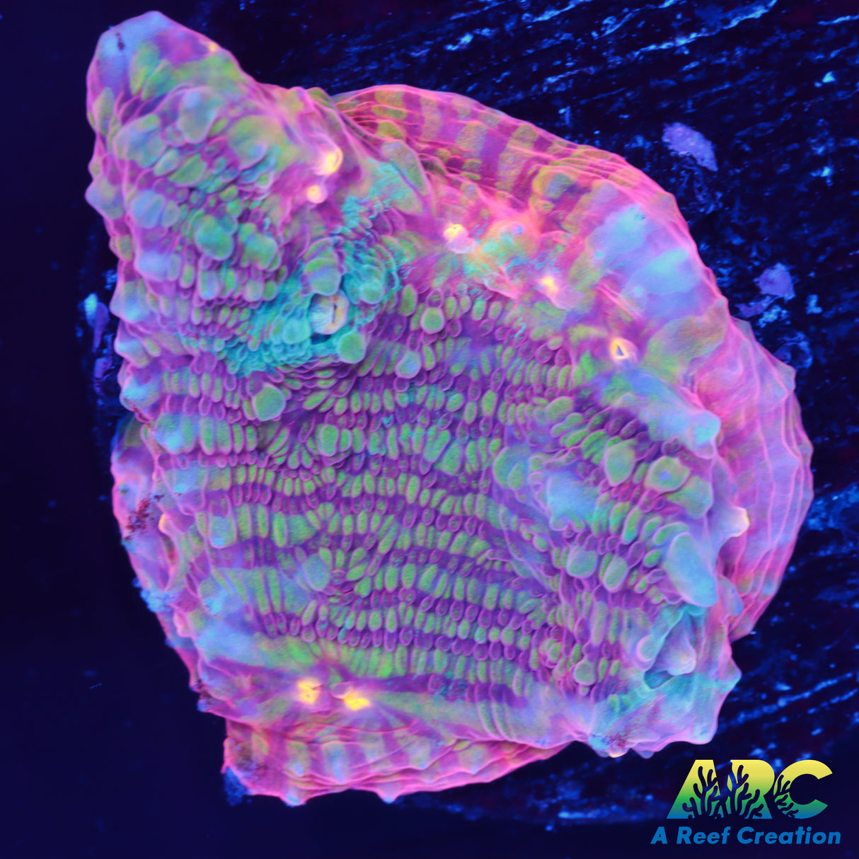 Time Traveler Convict Chalice