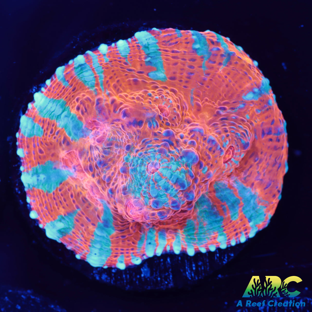 Rainbow Goku Chalice