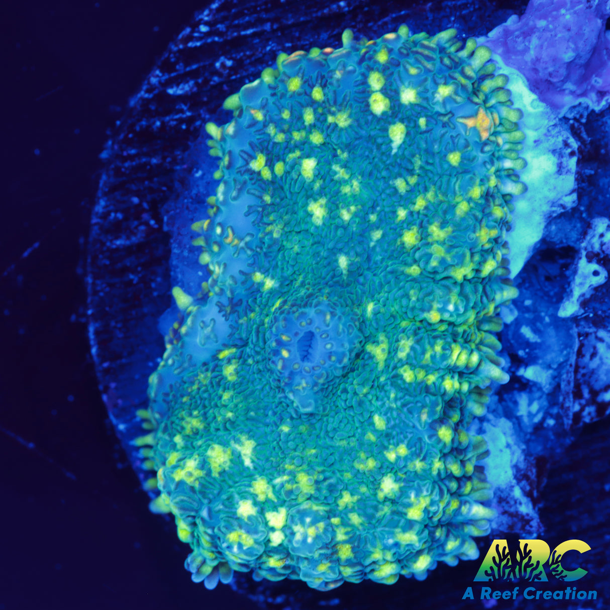 Mountain Dew Mushroom