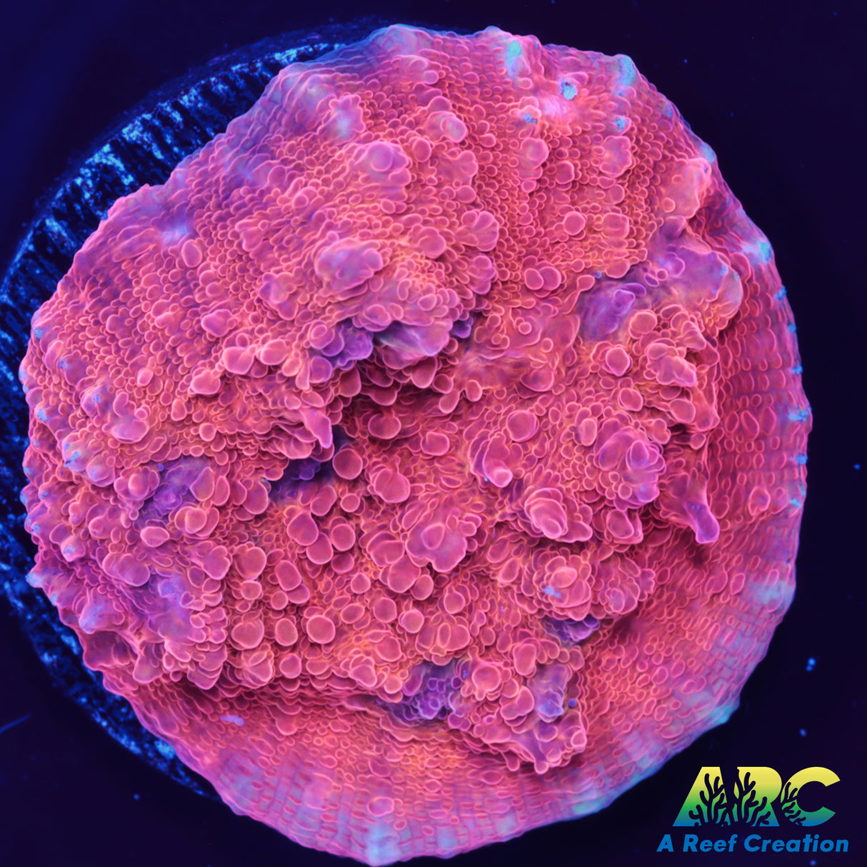 Pumpkin Patch Chalice