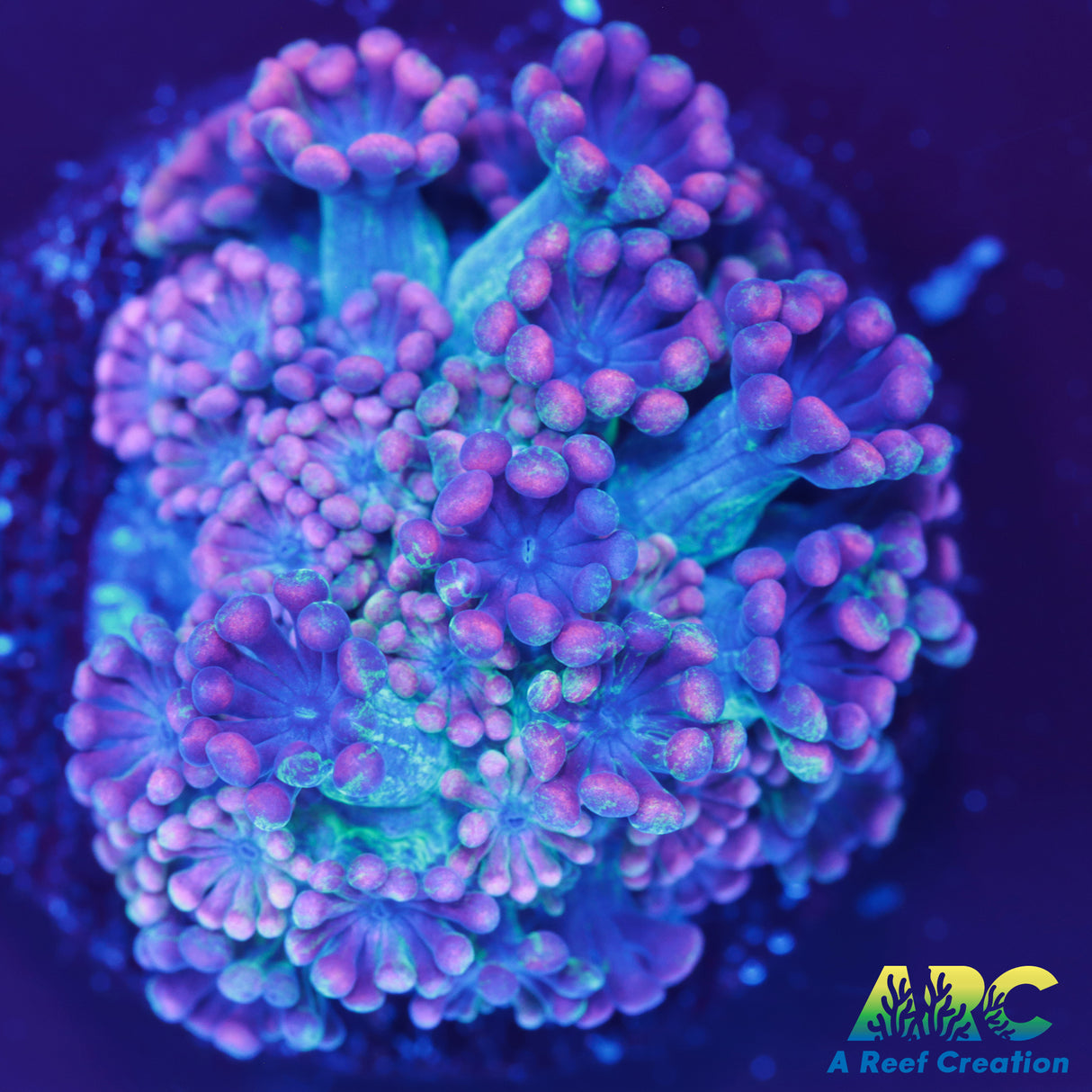 TSA Bangarang Alveopora