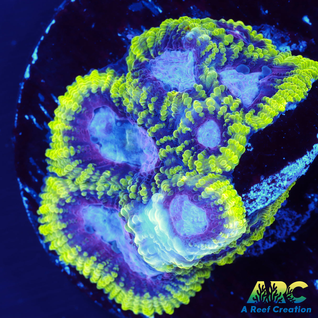 ARC Easter Basket Favia