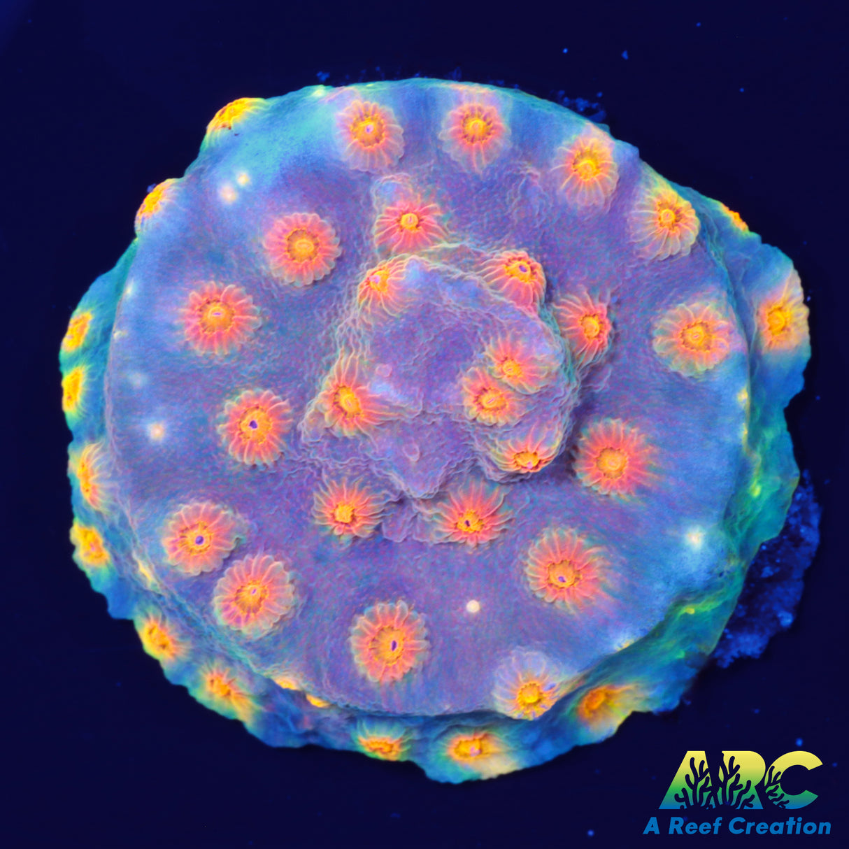 JF Party Crasher Cyphastrea