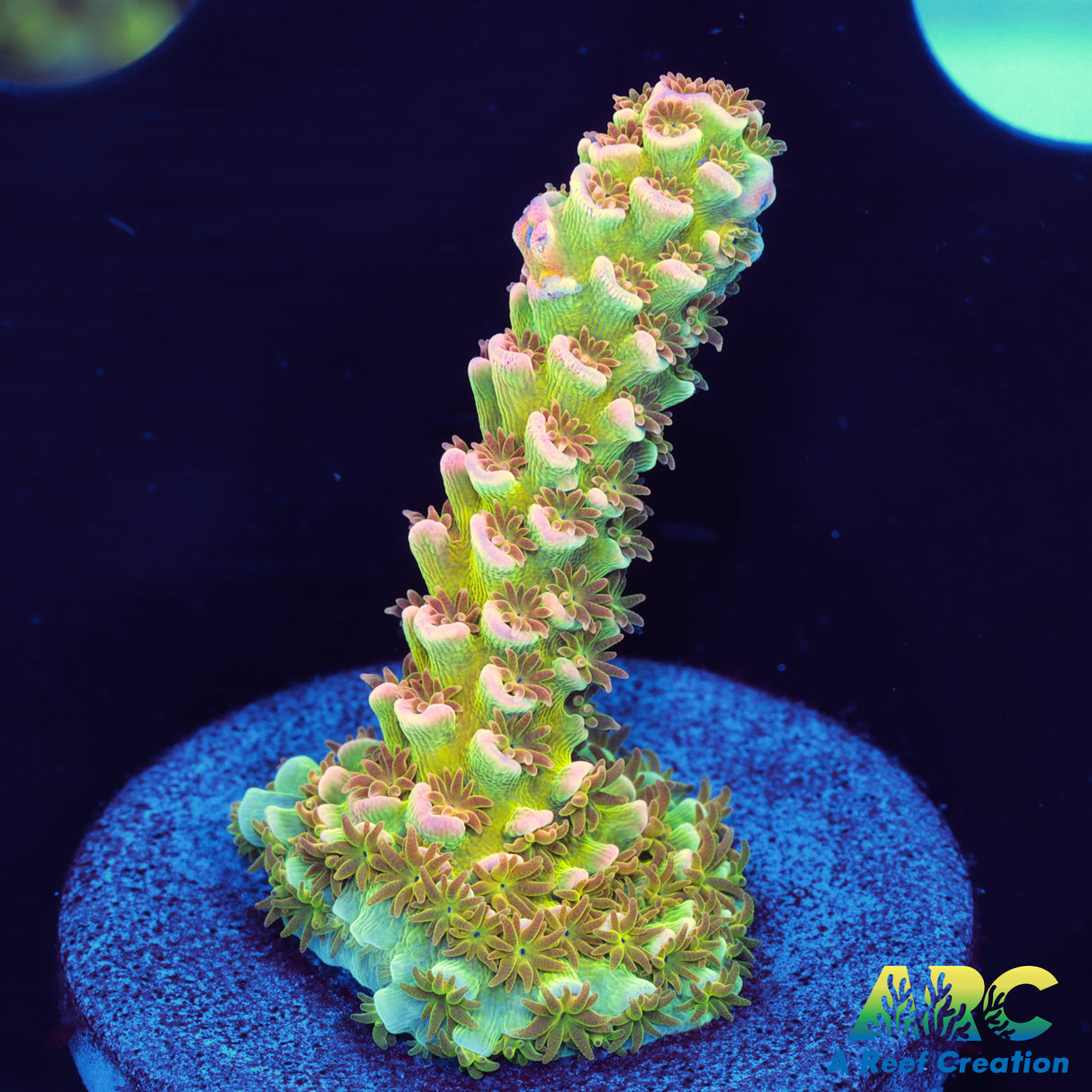 Swagger Stick Tenuis