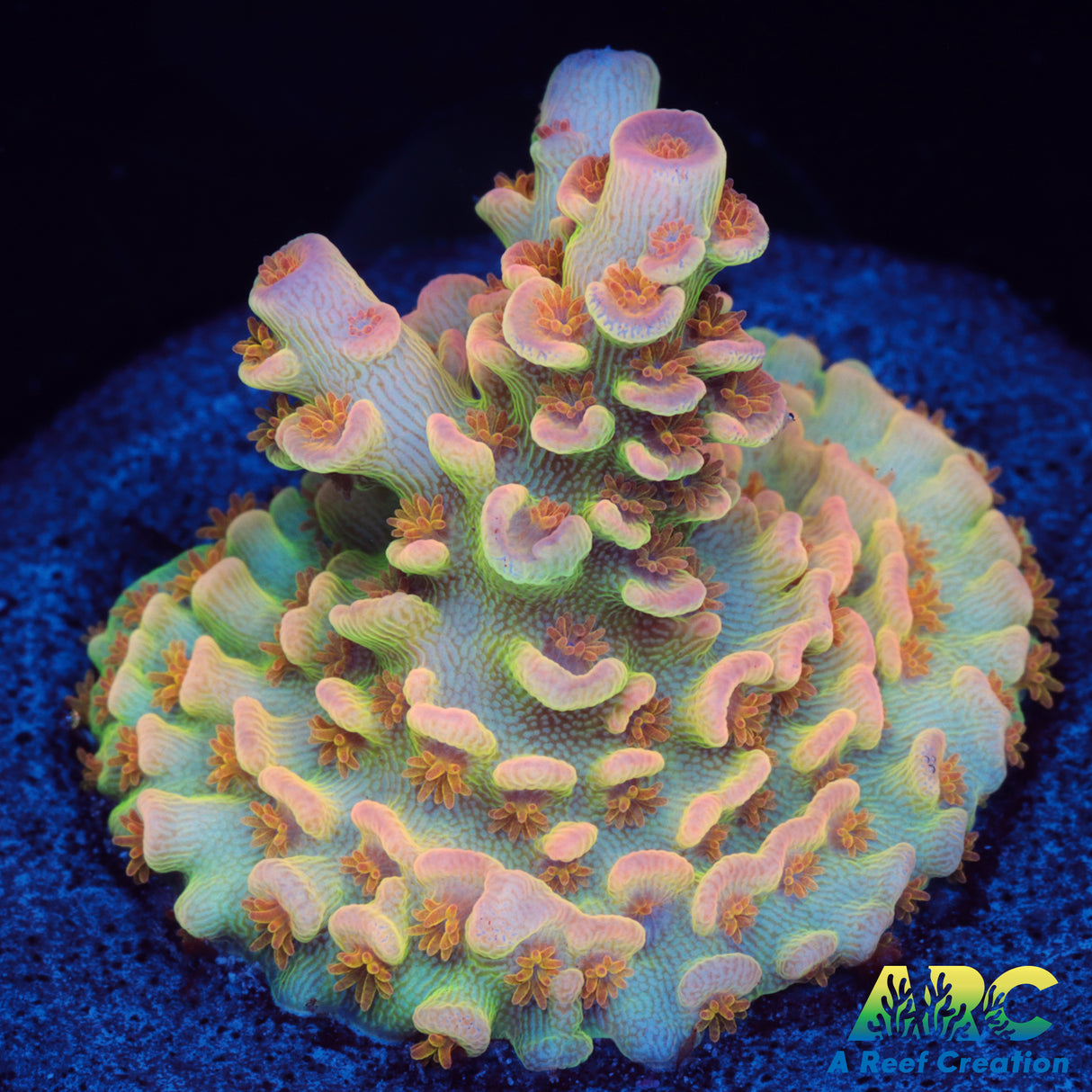 Rainbow Brite Tenuis