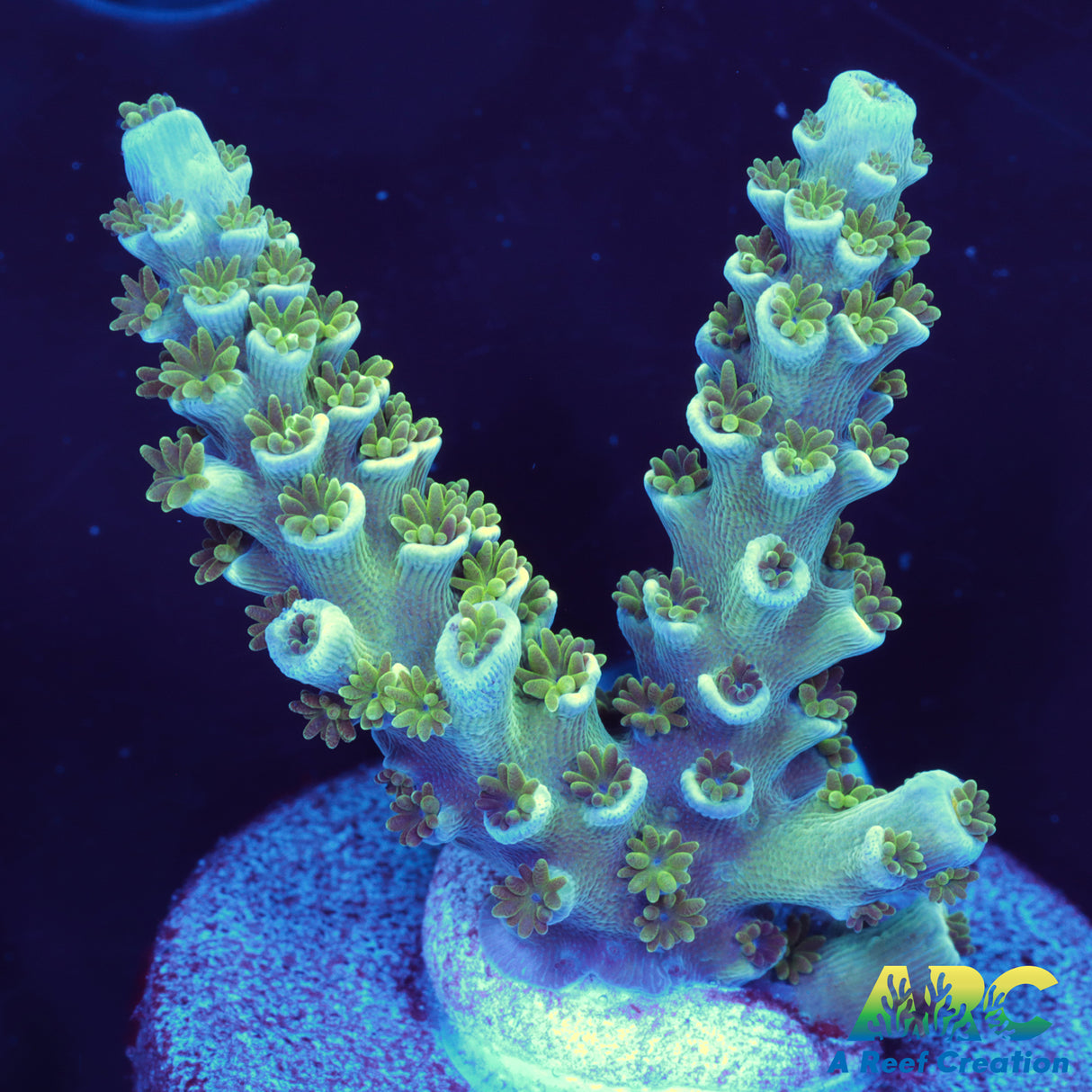 Morning Glory Tenuis