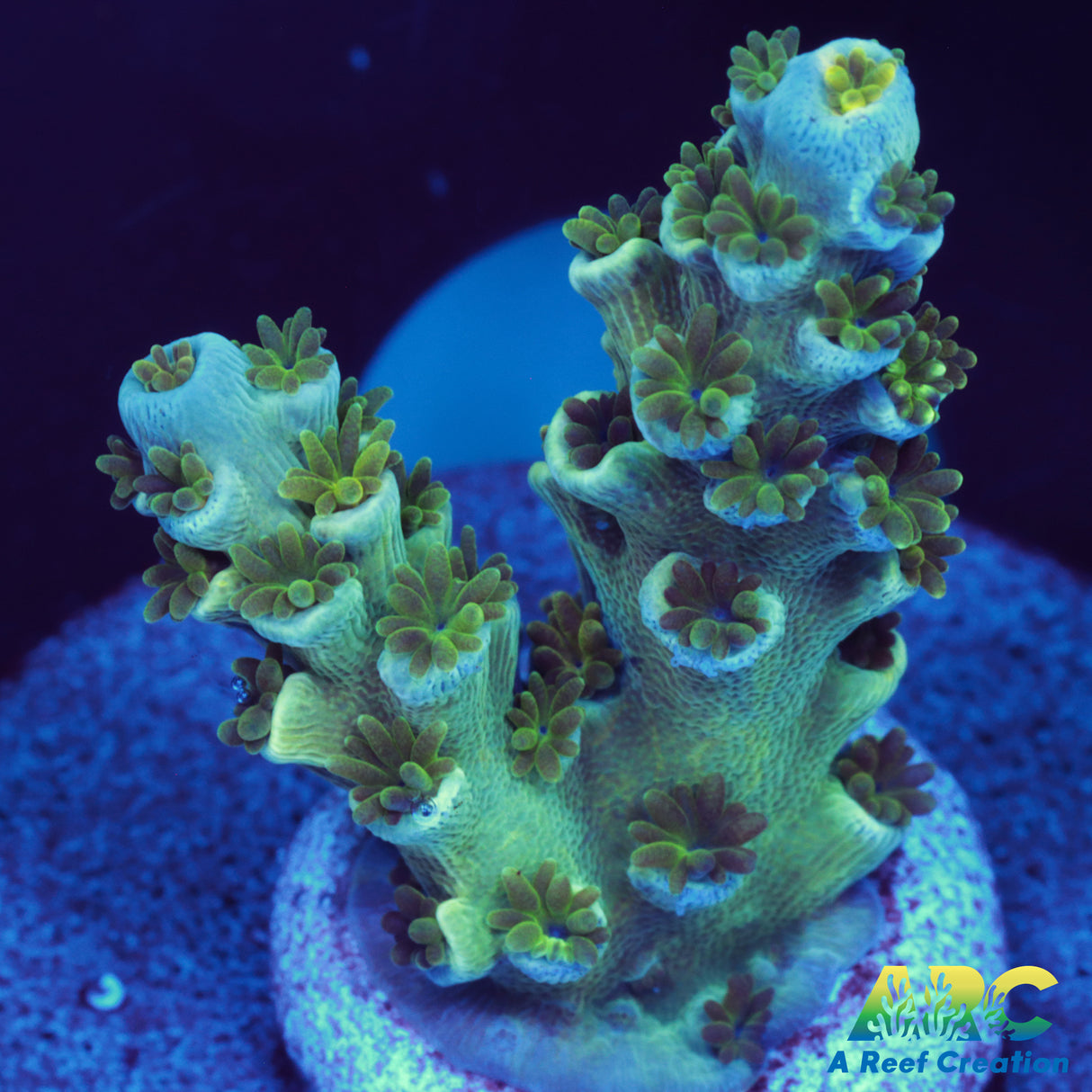 Morning Glory Tenuis