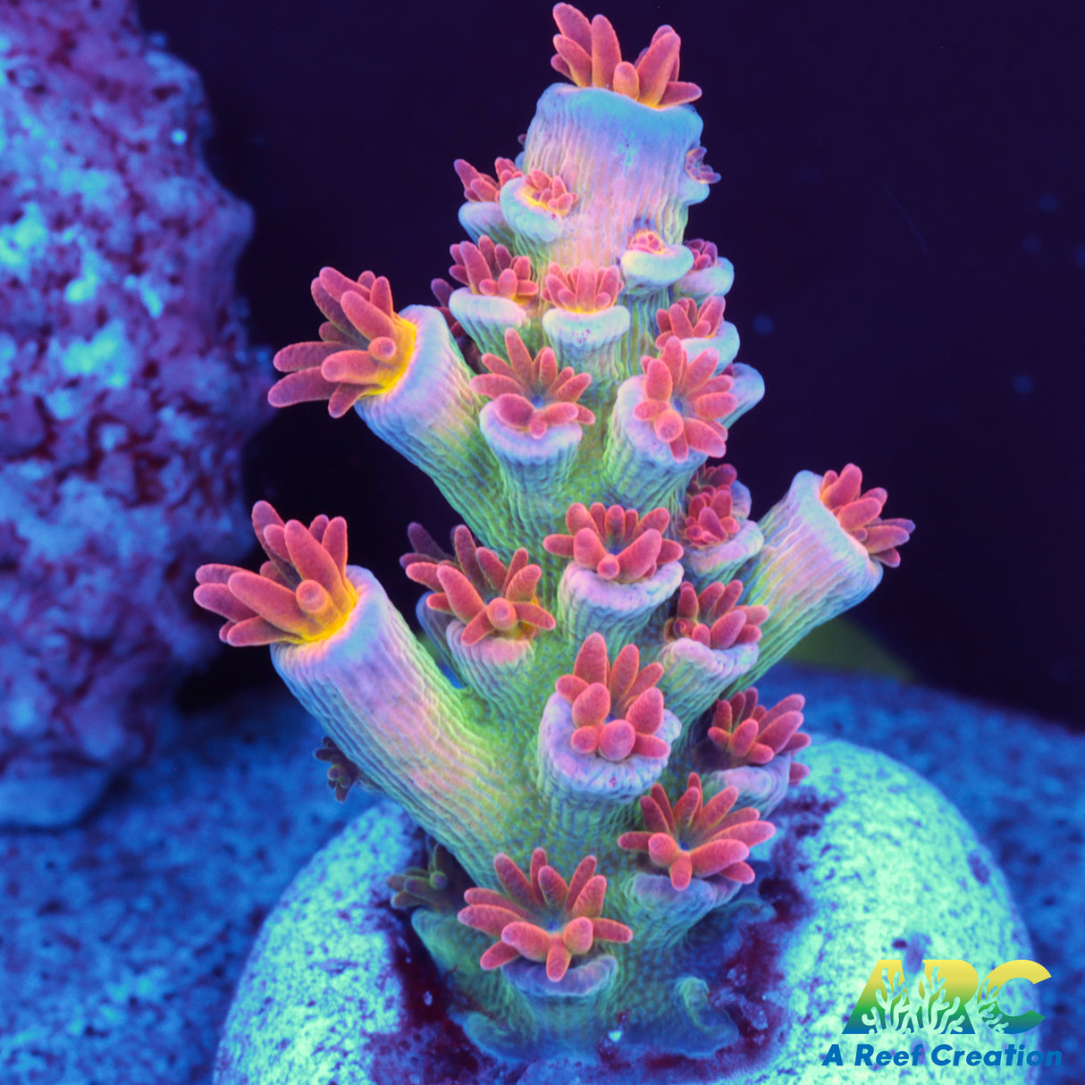 Problem Child Tenuis