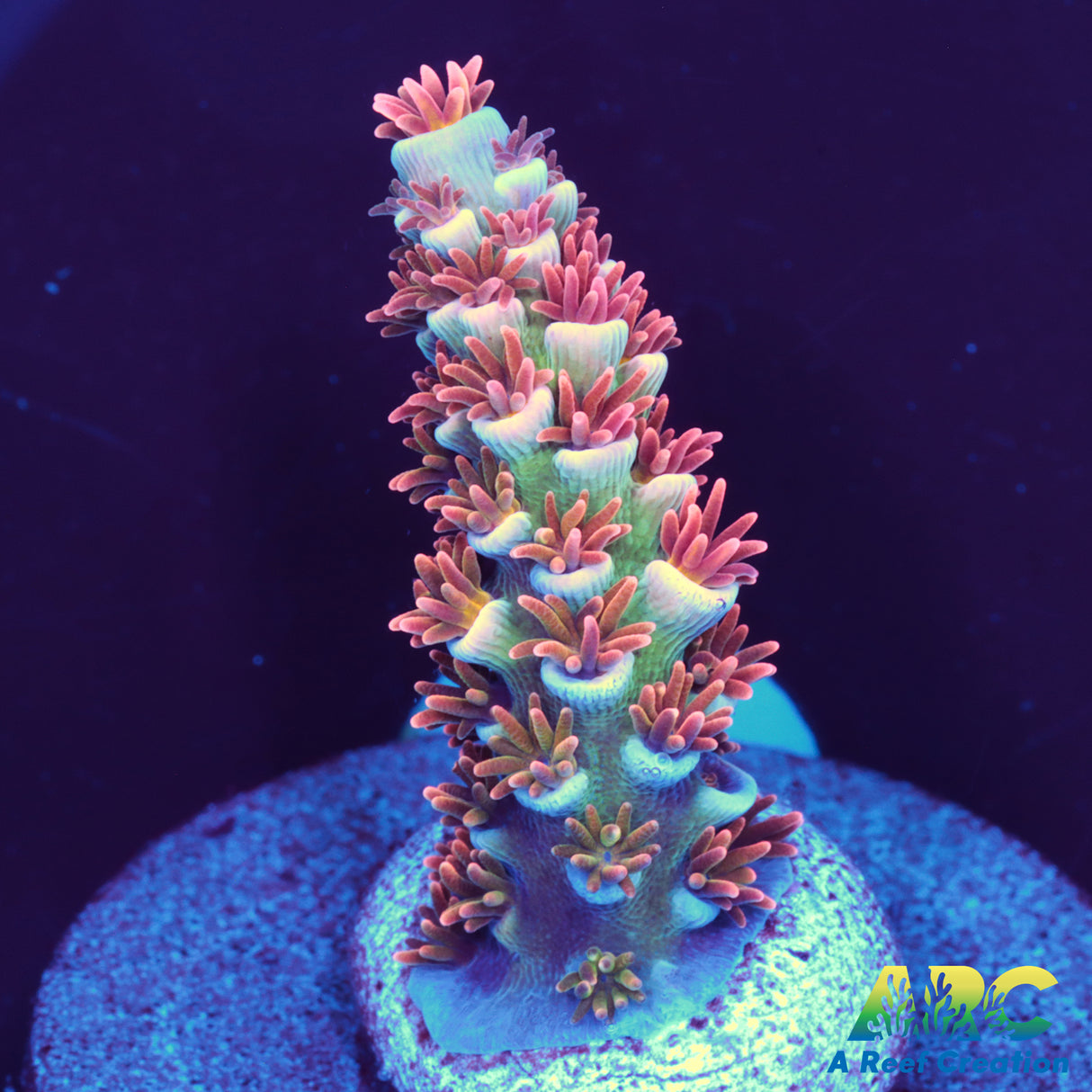 TGC Cherry Bomb Tenuis