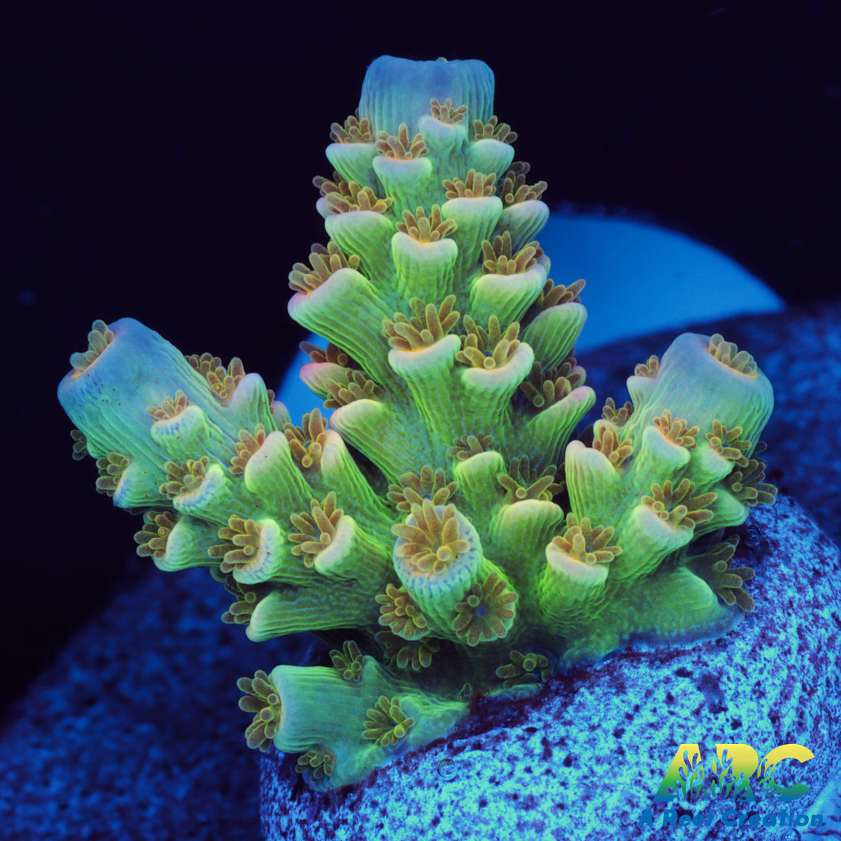 Lightning Strike Tenuis