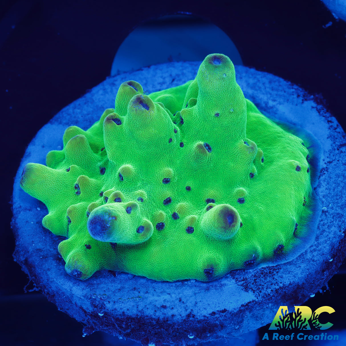 Joe's Rainbow Granny