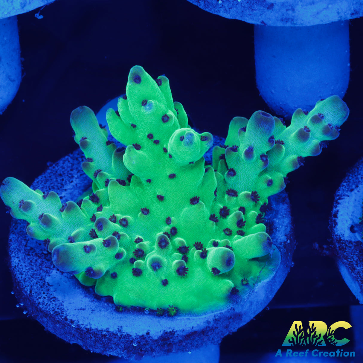 Boysenberry Granulosa