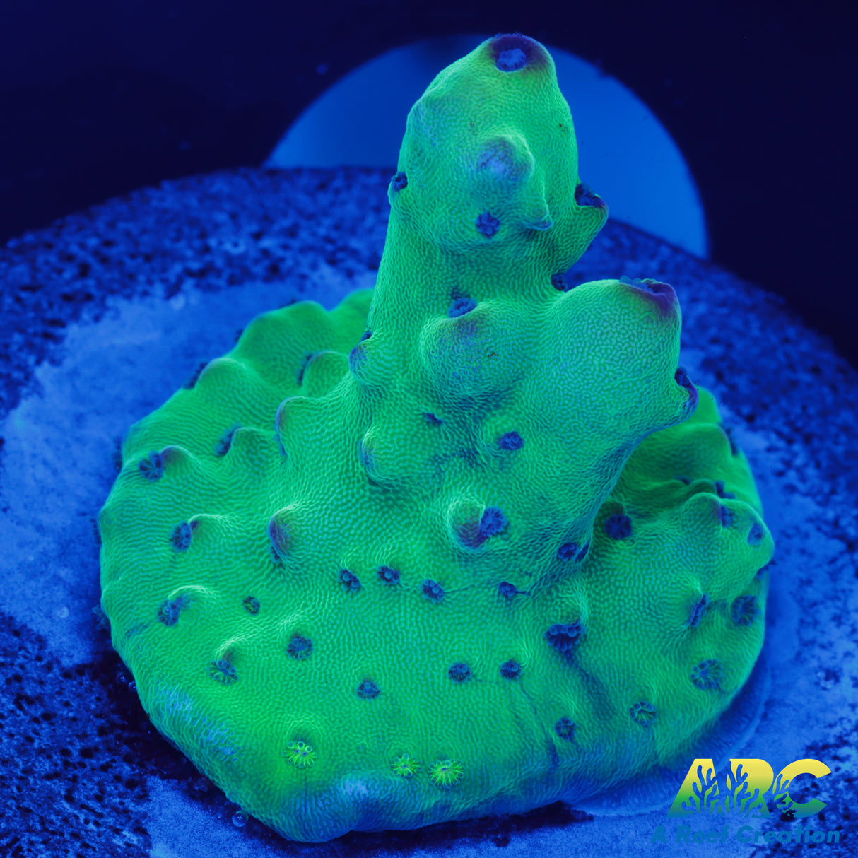 Joe's Rainbow Granny