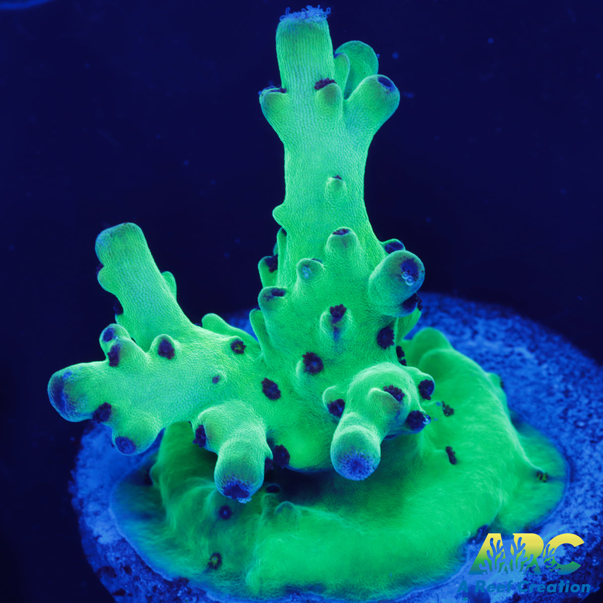 Boysenberry Granulosa