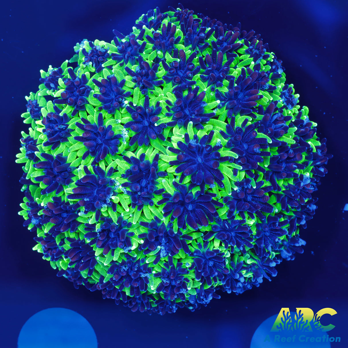 Sonic the Hedgehog Galaxea