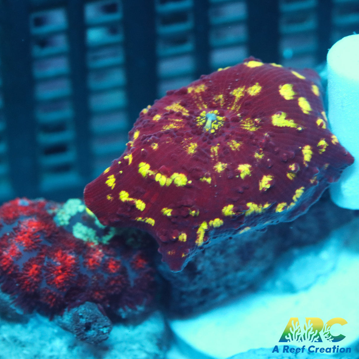 Gold Nugget Eclectus Mushroom