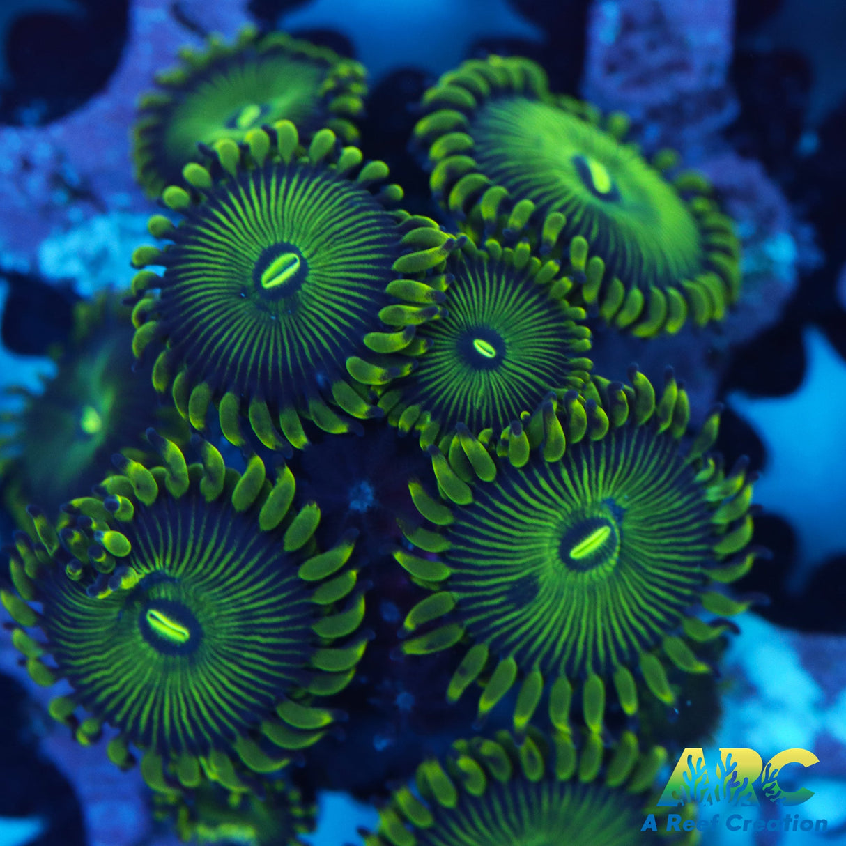 Super Green People Eaters