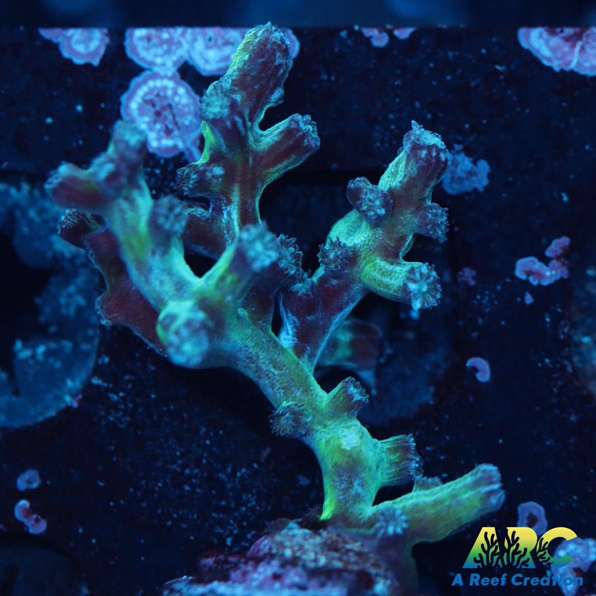 Achilles Cyphastrea decadia