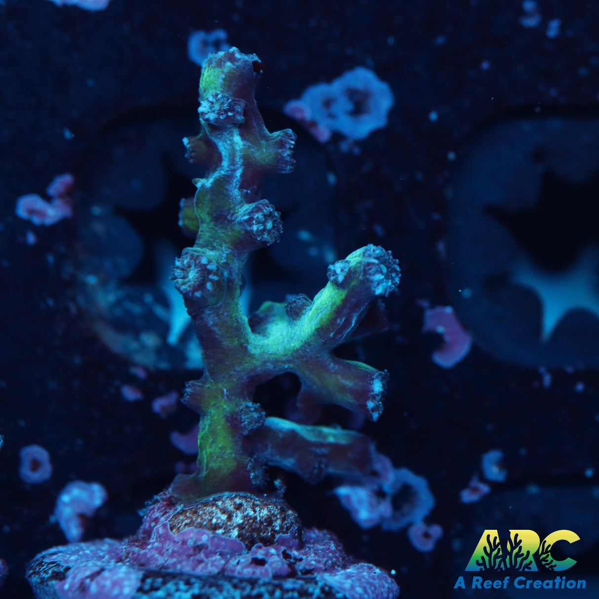 Achilles Cyphastrea decadia