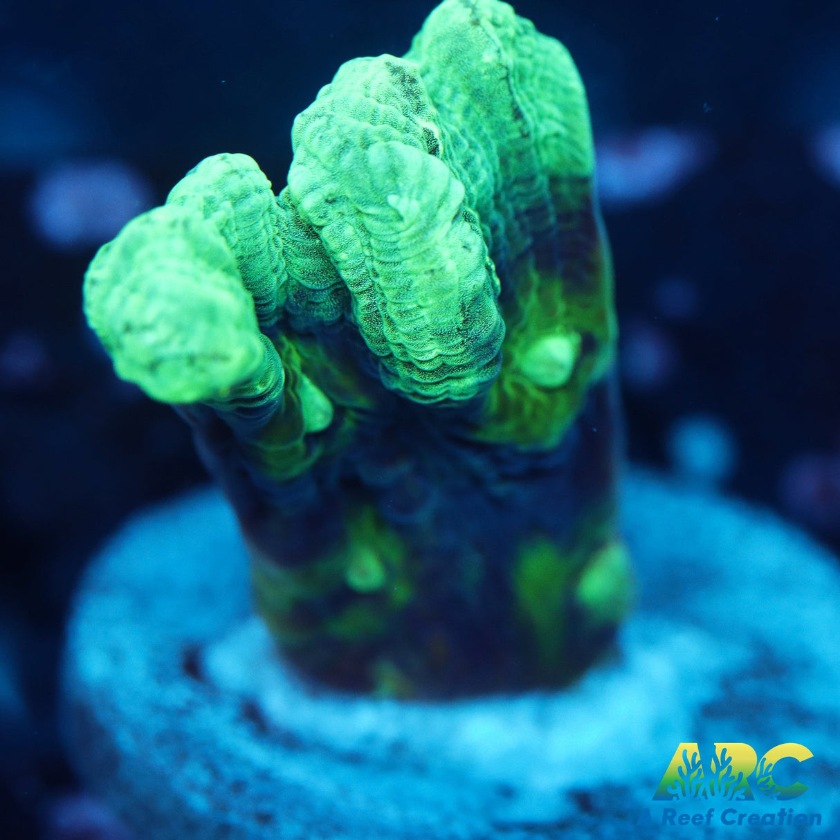 Alien Abduction Pectinia