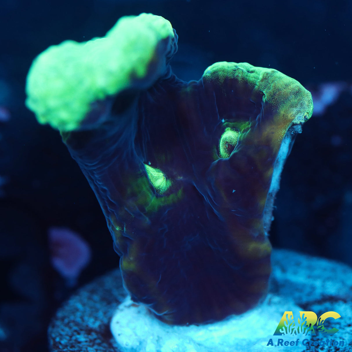 Alien Abduction Pectinia