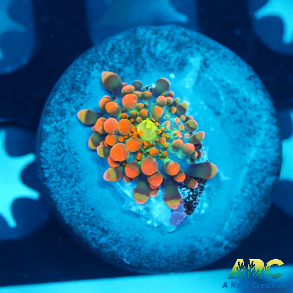 Bean Bag Yuma A Reef Creation