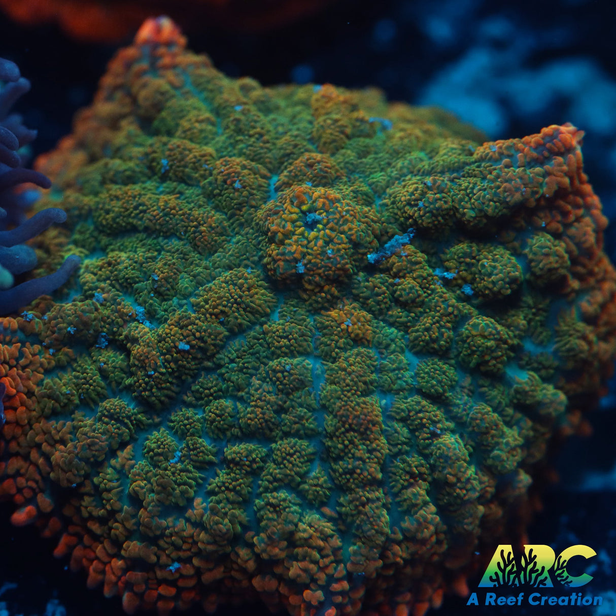 Rainbow Rug Mushroom