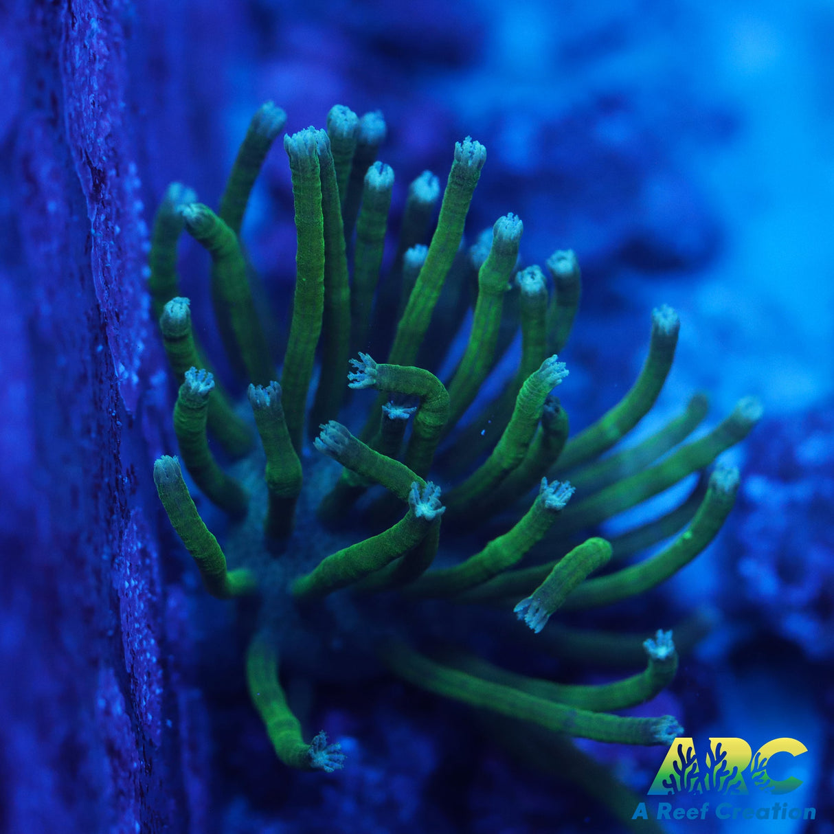 Green Polyp Toadstool