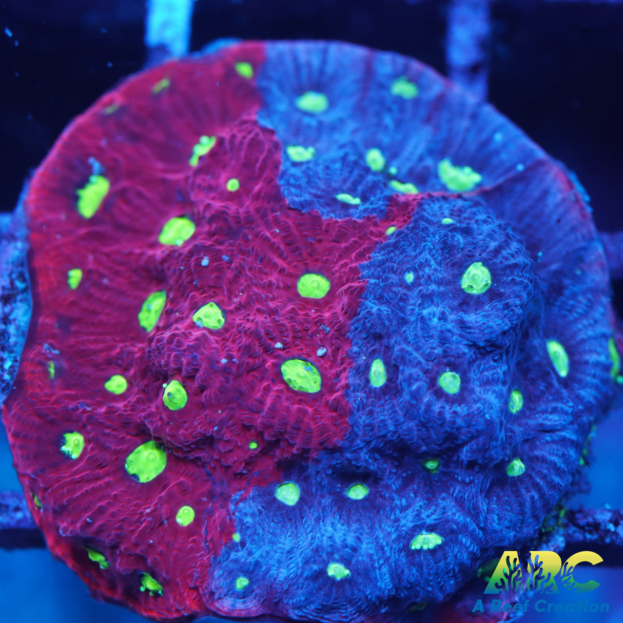 Bicolor War Coral