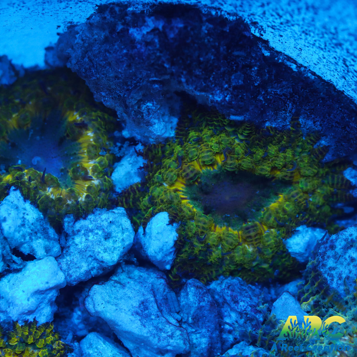 Batavia Flower Anemone (Phymanthus Buitendijki)