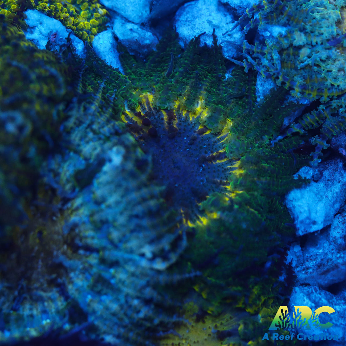 Batavia Flower Anemone (Phymanthus Buitendijki)