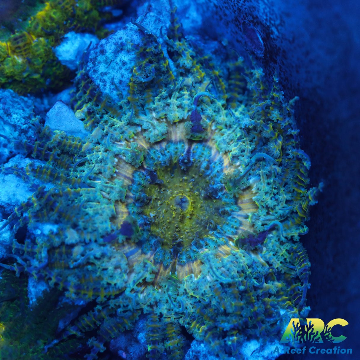 Batavia Flower Anemone (Phymanthus Buitendijki)