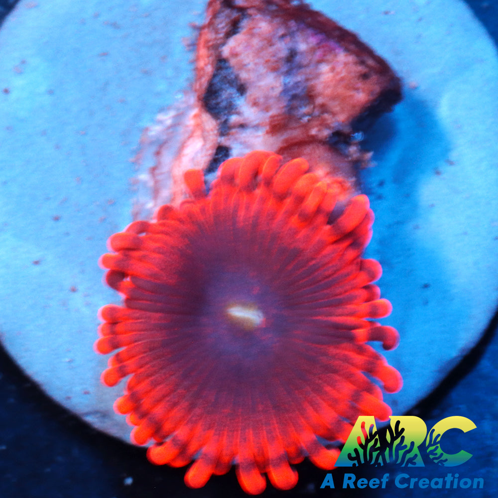Lunar Eclipse Zoa
