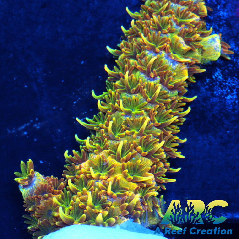 24K Millepora