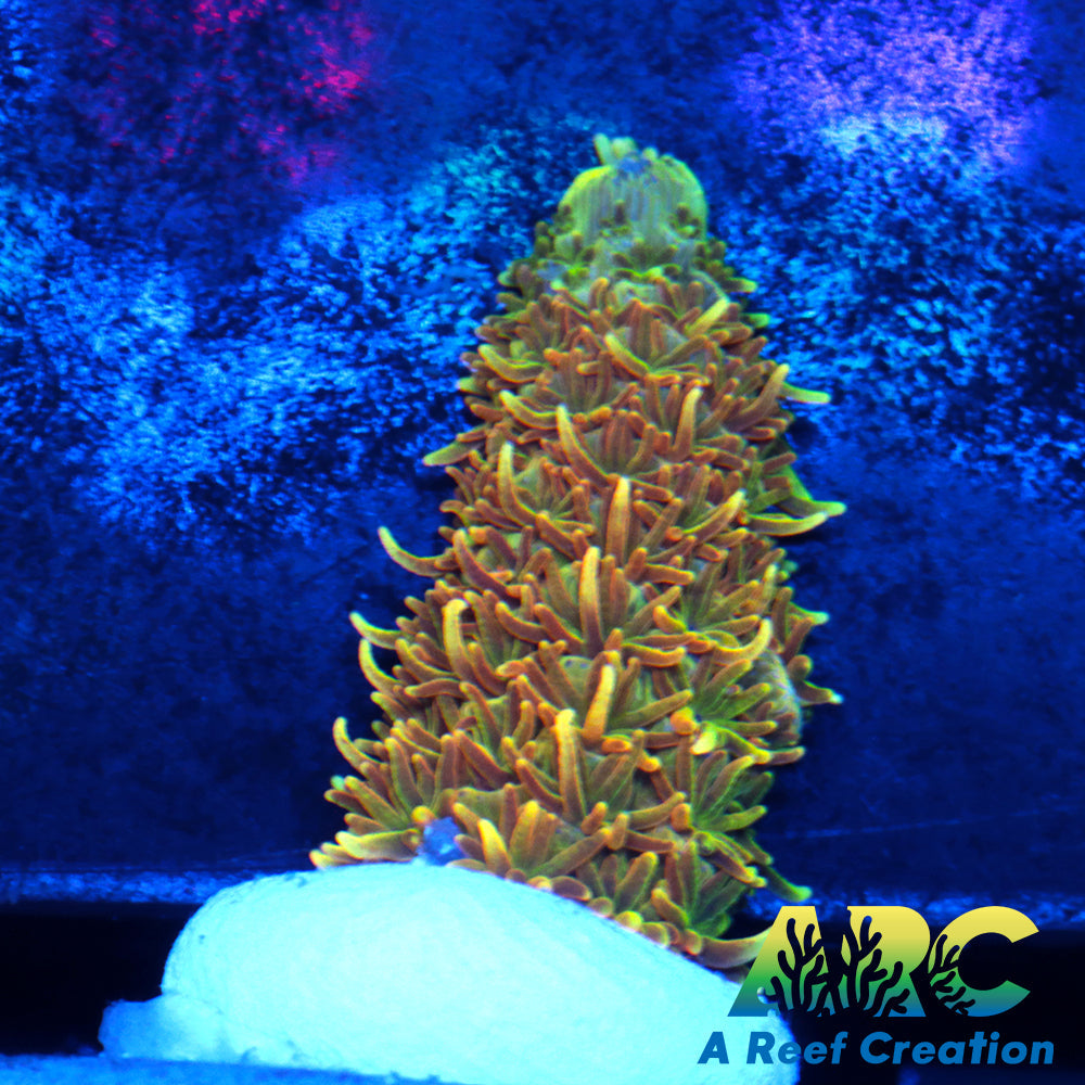 24K Millepora