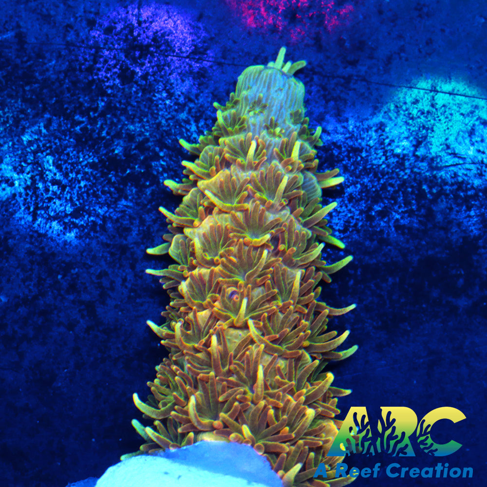 24K Millepora