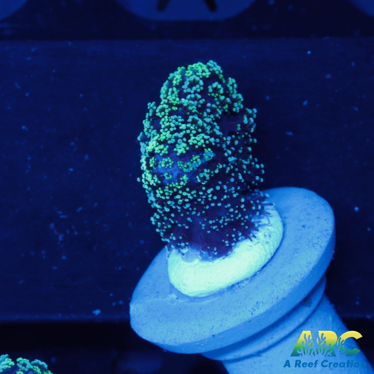 Blue Polyp Stylophora