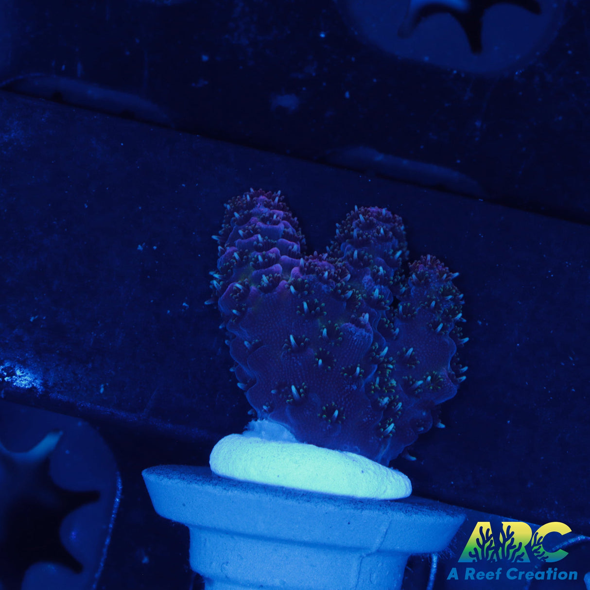 Black Raspberry Millepora