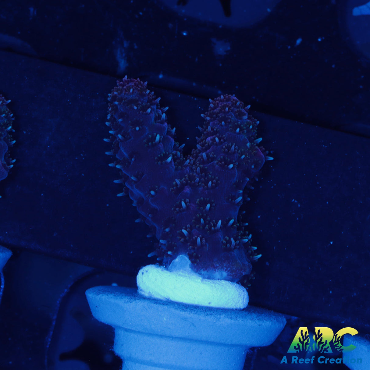 Black Raspberry Millepora