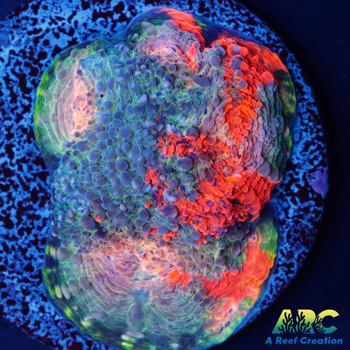 Amazing Orange Acan Echinata