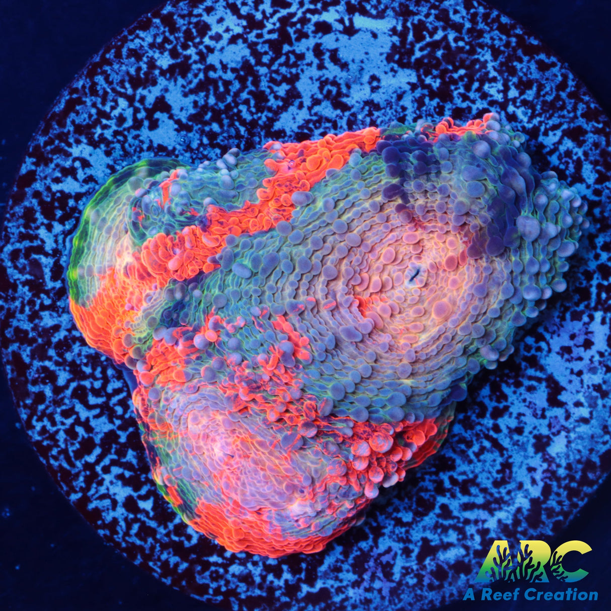 Amazing Orange Acan Echinata