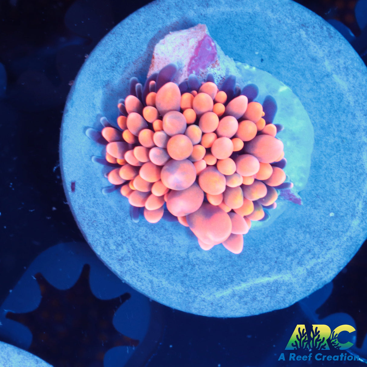 Aquacultured Ricordea florida