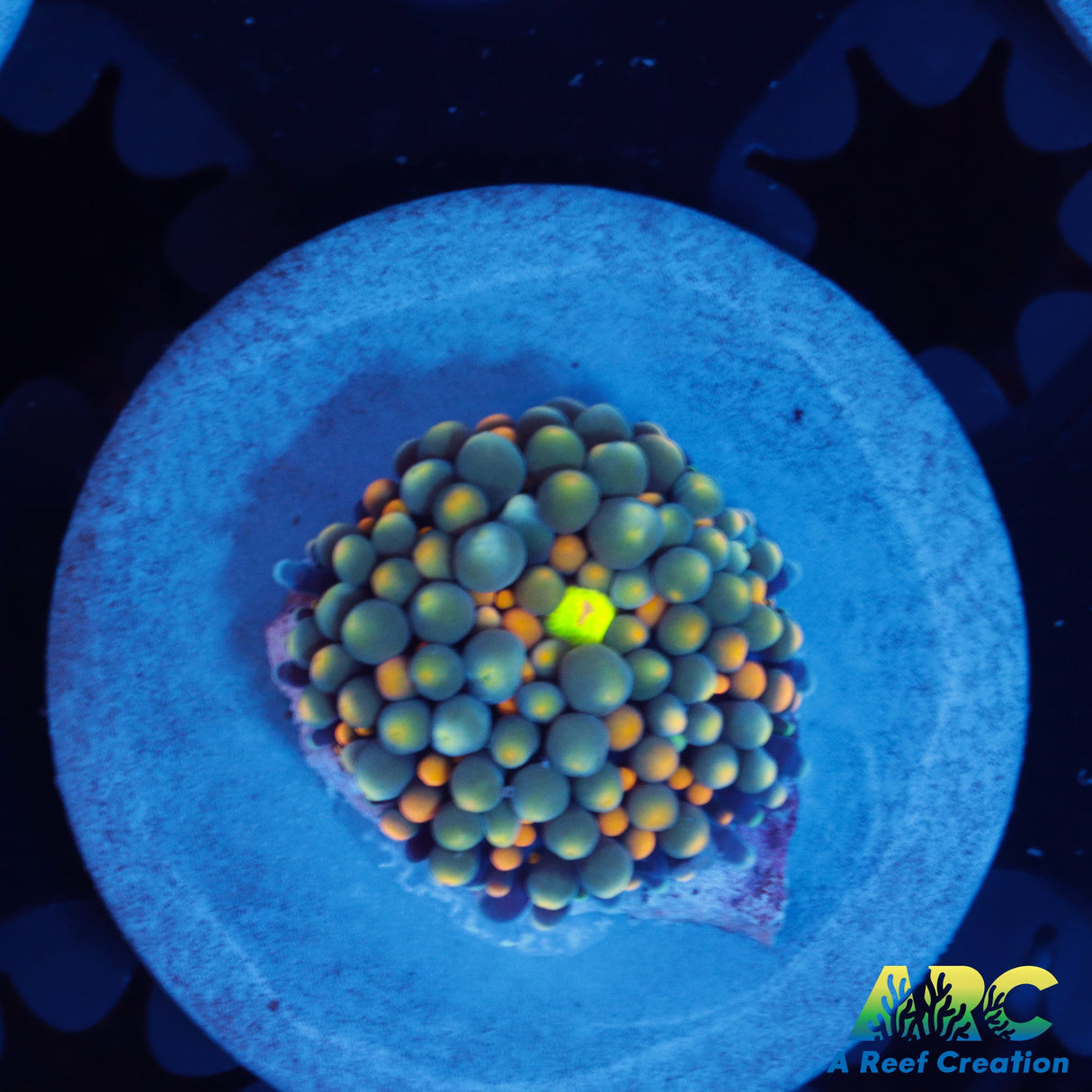 Aquacultured Ricordea florida