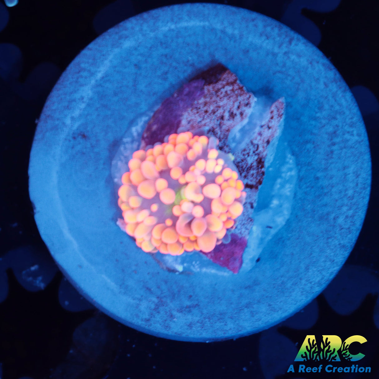 Aquacultured Ricordea florida