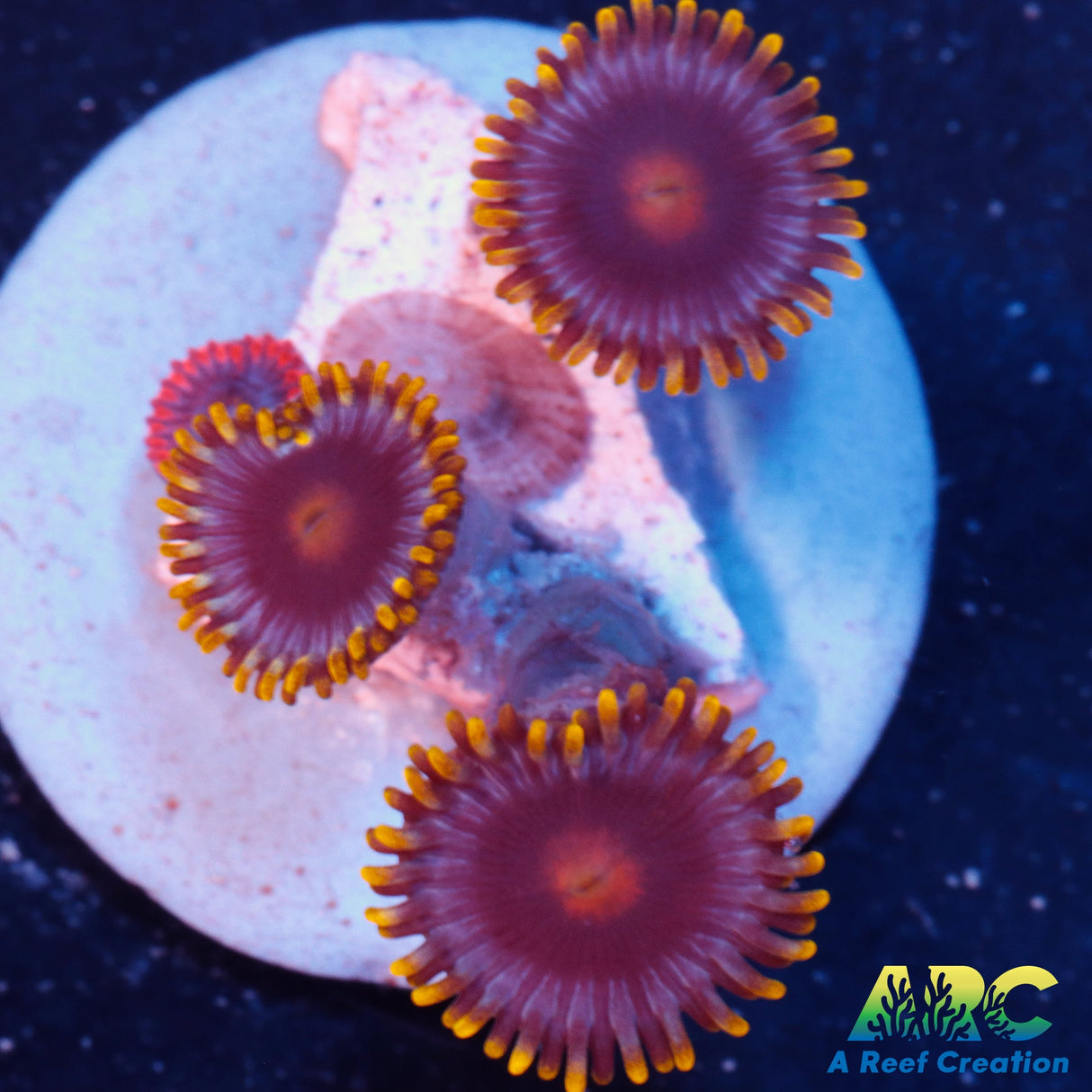 Blowpops Zoa