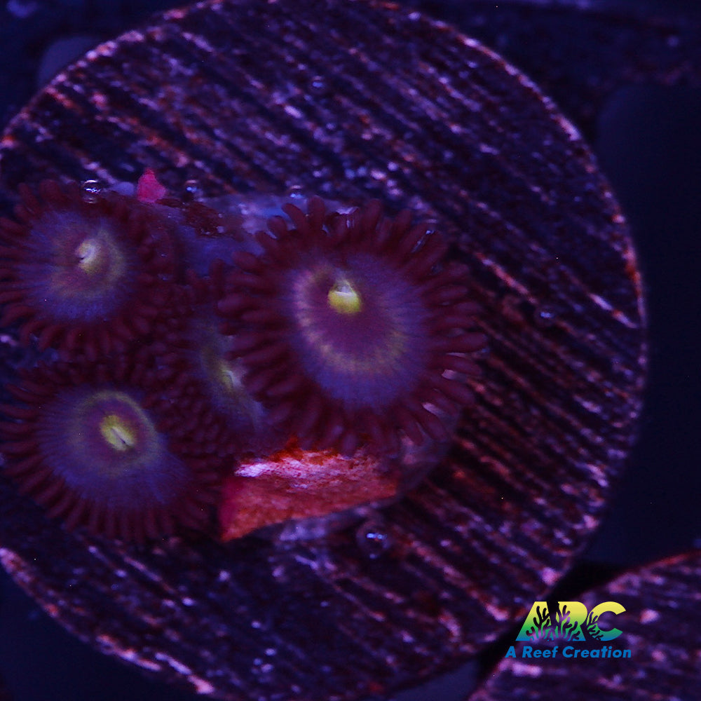 Black Cats Zoa