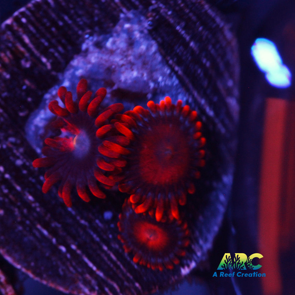 Orange Oxide Zoa